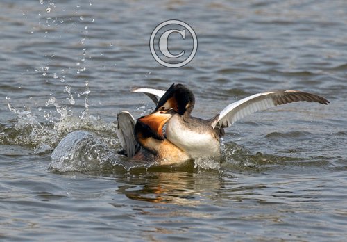   Great Crested Grebs Fighting DM1714
